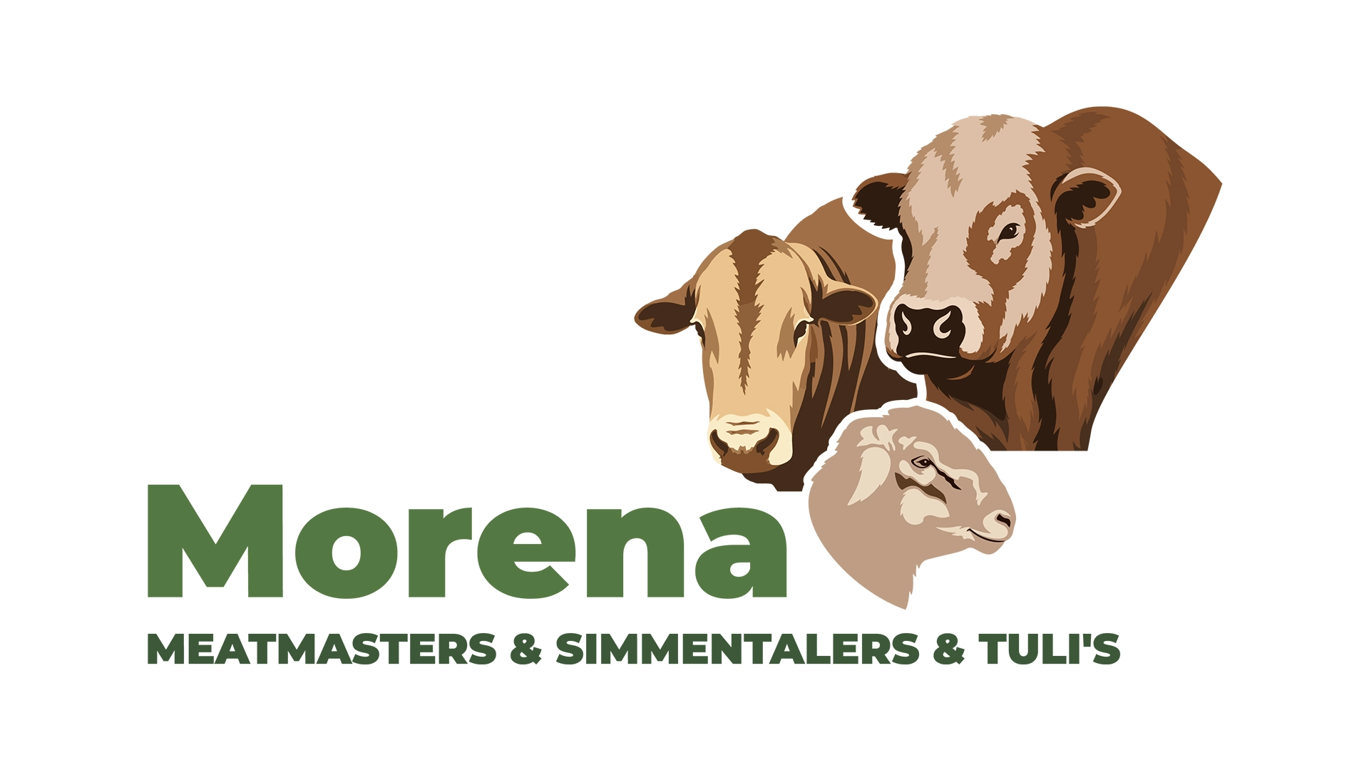 Morena Meatmasters, Simmentalers & Tulis – 02 Morena Brand Identity Case Study | Livestock Logo Design - Morena Meatmasters Simmentalers Tulis 02 1